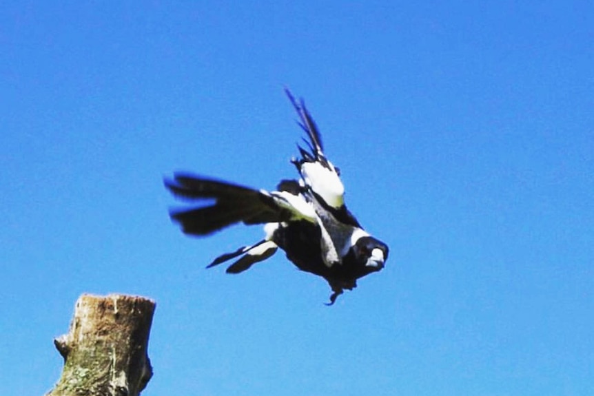 Magpie swooping in Brisbane heralding start of breeding season in August 2017.