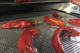 Chillies being dehydrated