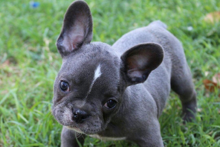 A grey french bulldog puppy standing on grass