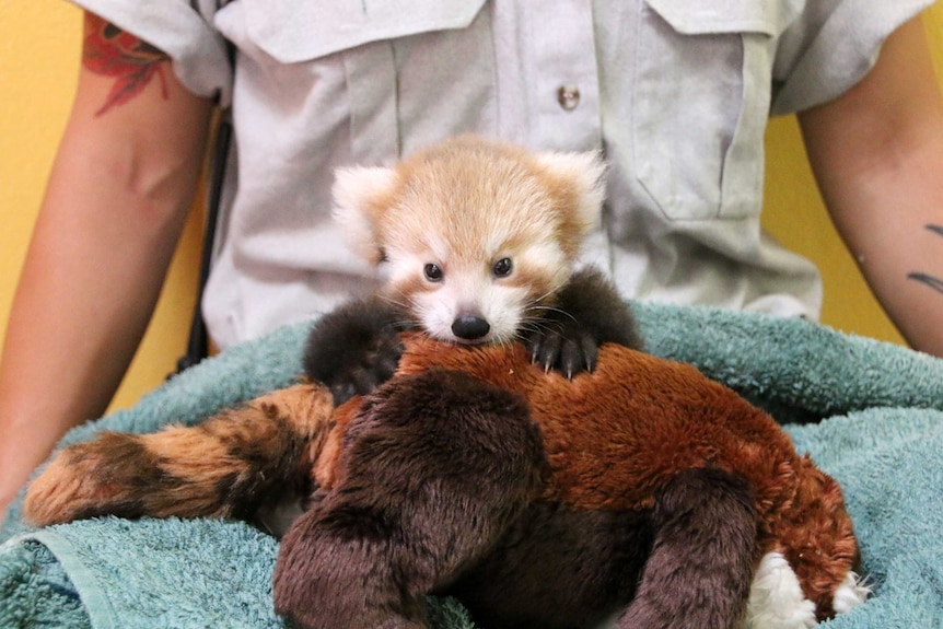 Red Panda cub Maiya bites into a soft toy.