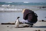 A woman squats next to a penguin, they face each other, the ocean is in background
