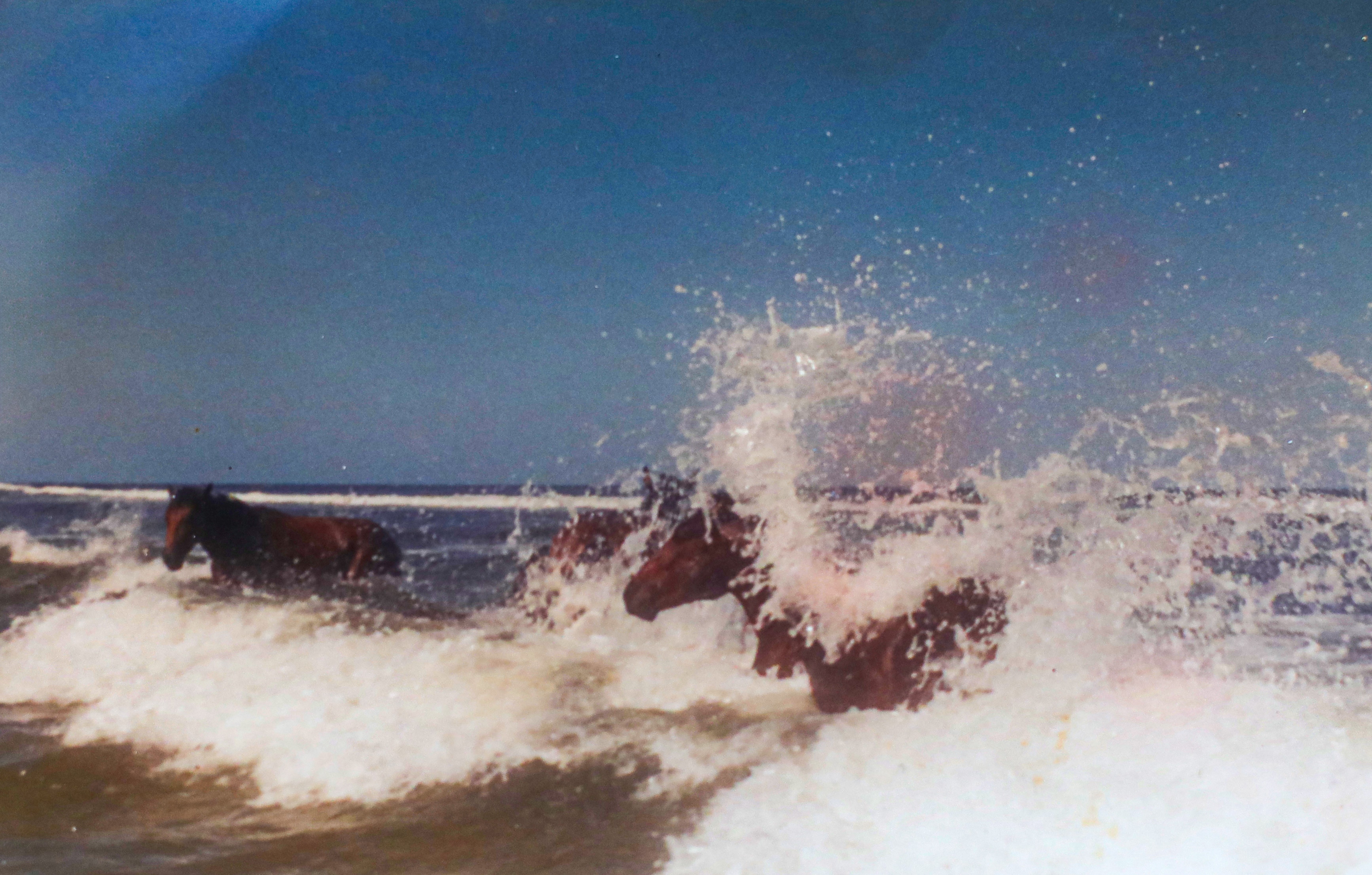 A small group of brumbies ride through the shallow waves on a sand island in Queensland.