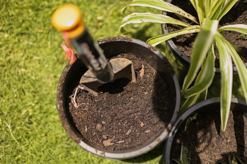 Pot plants filled with soil and a spade