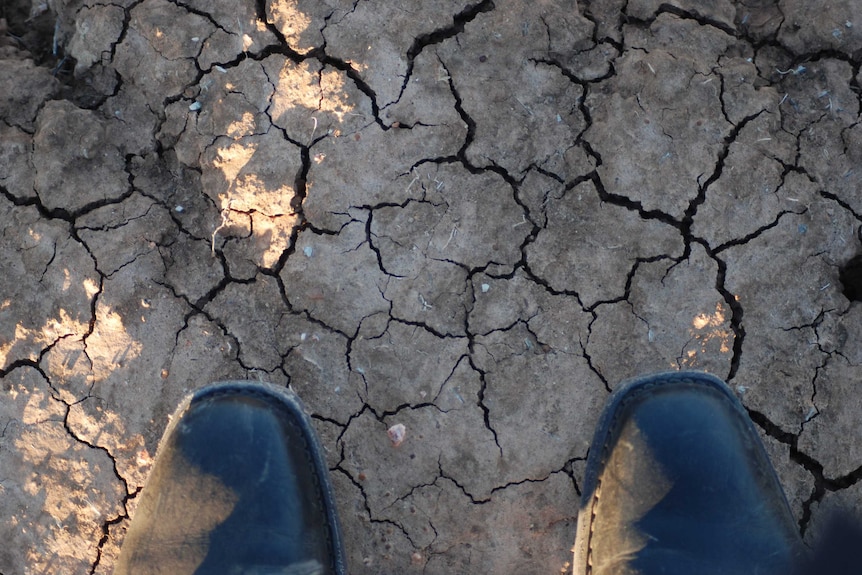 Drought conditions in Condobolin, NSW.