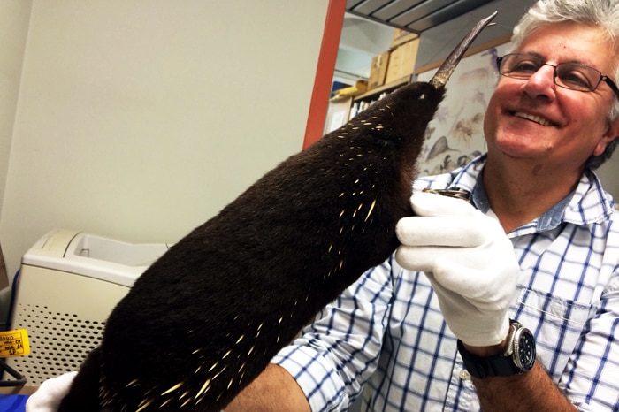 Man smiling wearing surgical gloves holding a giant echidna.