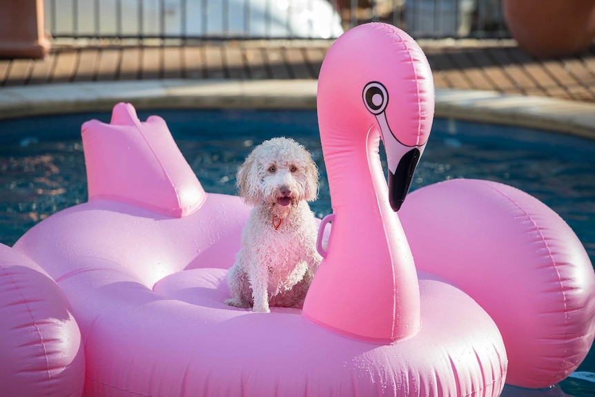 A dog sits on large pink inflatable swan floating on the water of an inground pool.