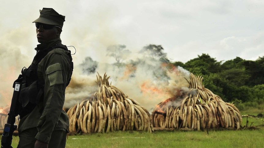 A ranger stands in front of burning ivory stacks