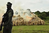 A ranger stands in front of burning ivory stacks