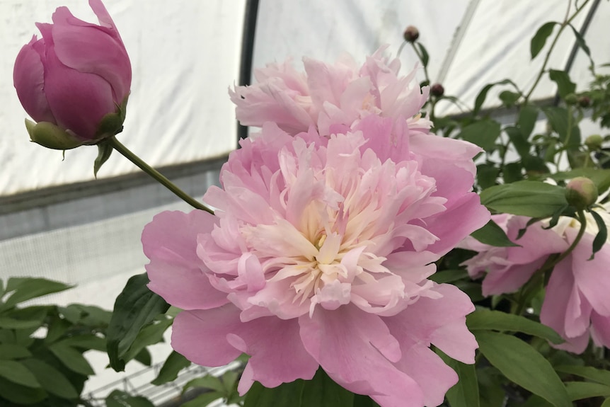 Pink peonies.