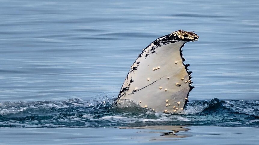 A humpback whale points its fin out of the water.