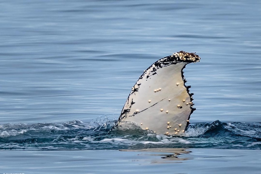 A humpback whale points its fin out of the water.