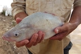 A person's hands holding a fish.