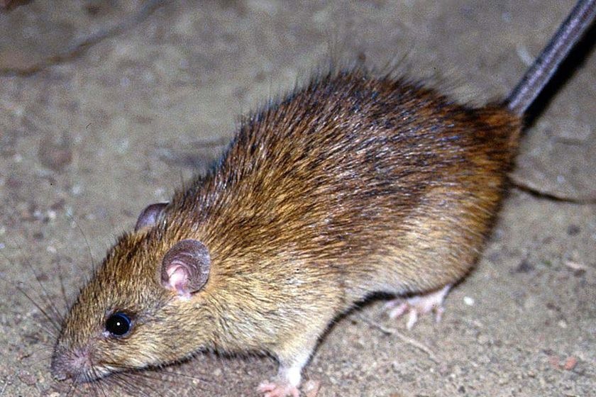 A close-up of a black rat.