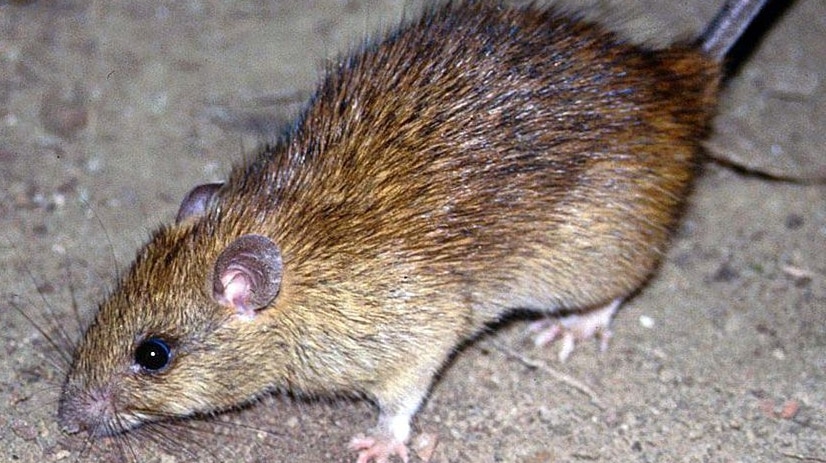 A close-up of a black rat.