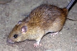 Rattus Comilia, also known as a black rat