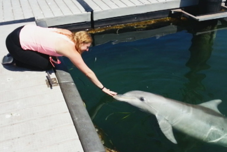 A dolphin greets a woman on the Whyalla foreshore