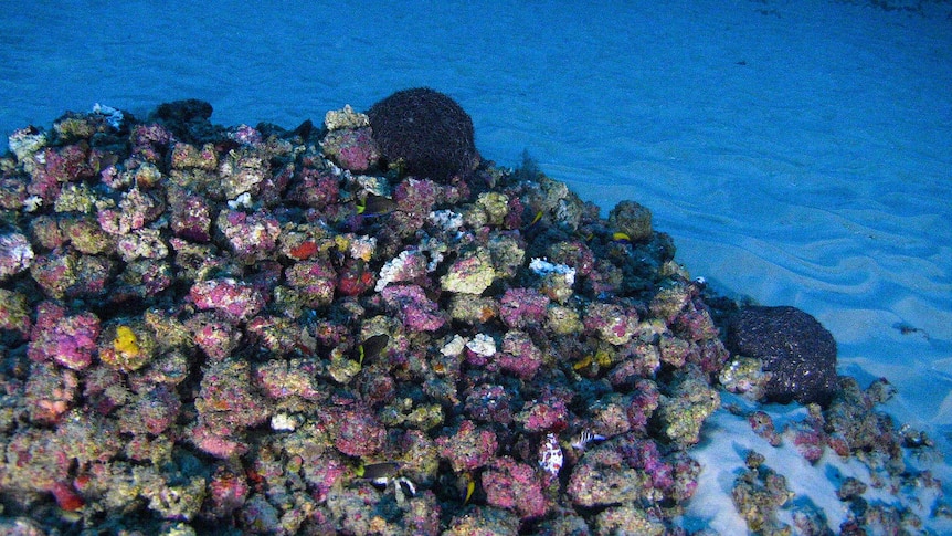 Image of the colourful Amazon Reef.