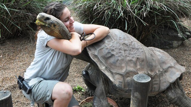 The Galapagos tortoise from the Australian Reptile Park known as Dippy.