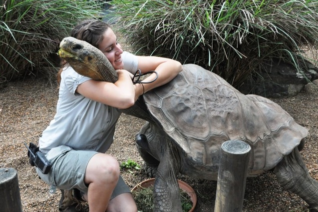 The Galapagos tortoise from the Australian Reptile Park known as Dippy.