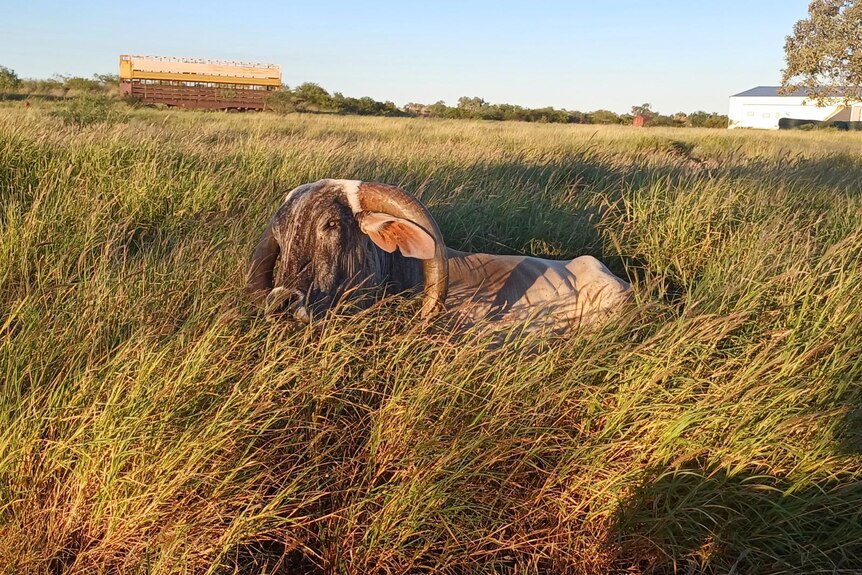 A cow lies down in long grass, it looks content in the pasture. there is a shed in the background.