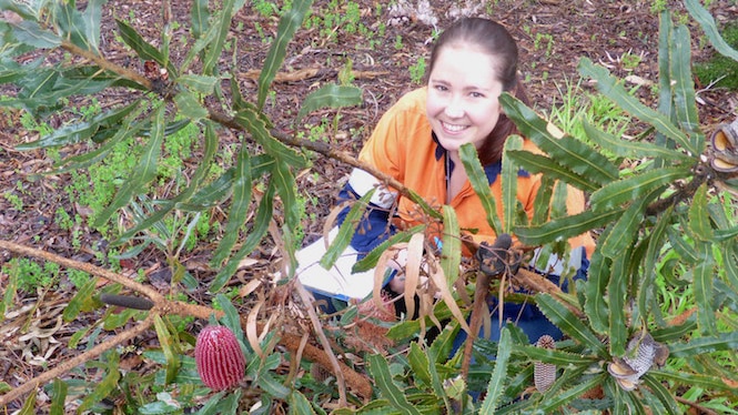 Alison Ritchie sit among a Banksia menziesii plant