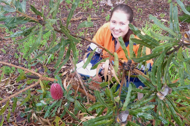Alison Ritchie sit among a Banksia menziesii plant