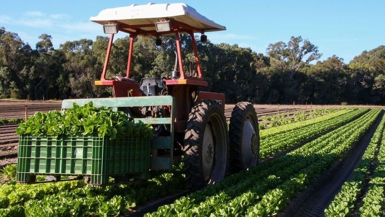 tractor in a lettuce field with a pallet of lettuce on the front,