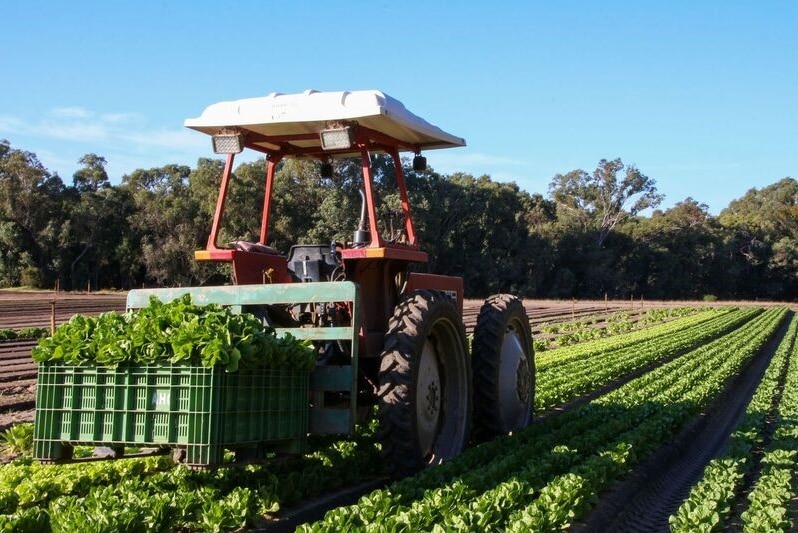 tractor in a lettuce field with a pallet of lettuce on the front,