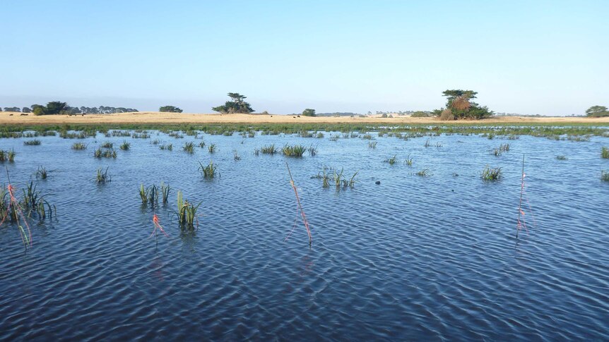 A wetland at Glad's Crossing near Penshurst in south-west Victoria