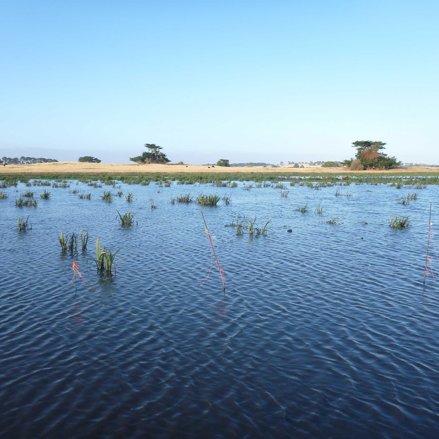 A sparse wetland