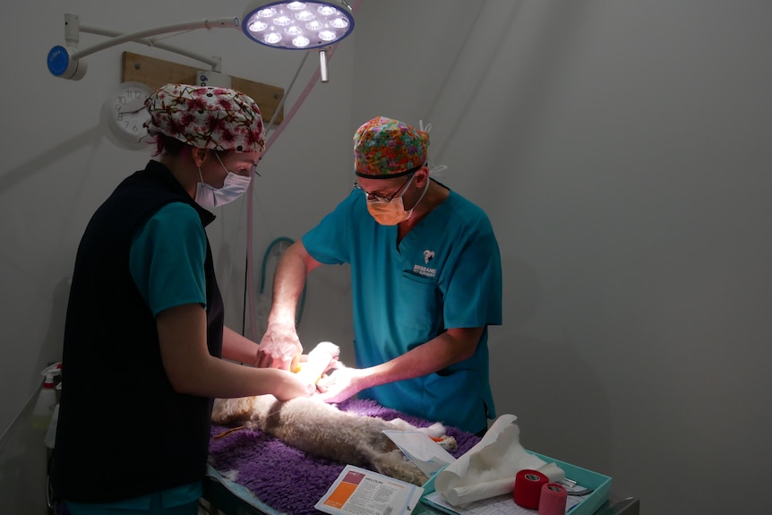 Vet Scot Plummer and a colleague operate on a dog.