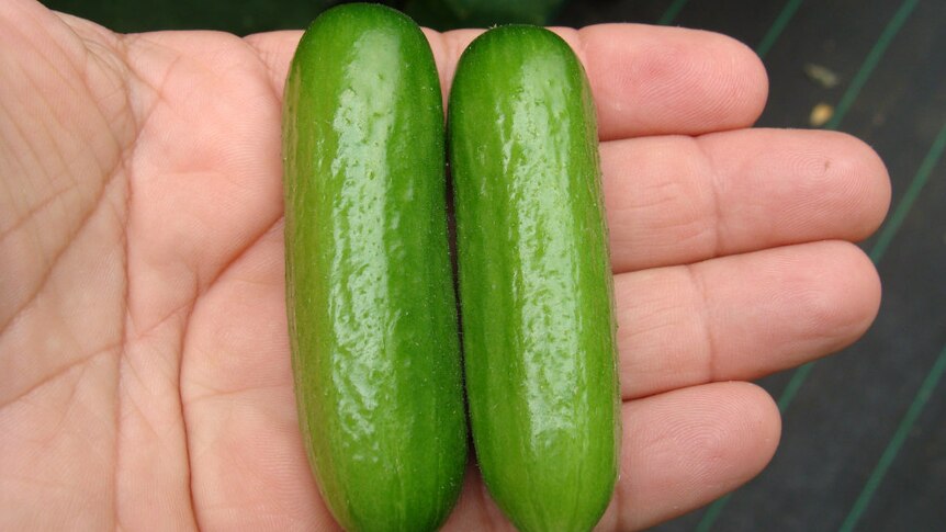 two small cucumbers sit side by side on a a mans hand