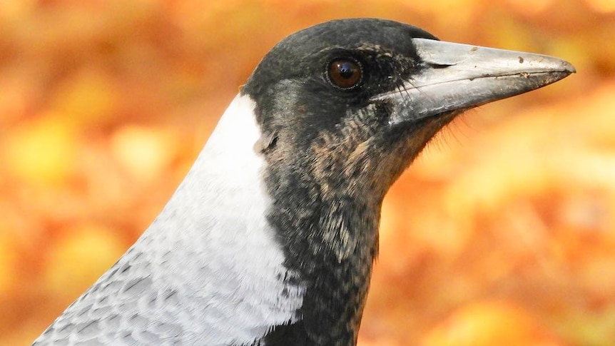 A close-up photo of a magpie's head against a blurred orange and yellow background.