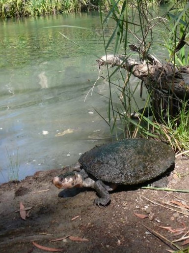 turtle on riverbed