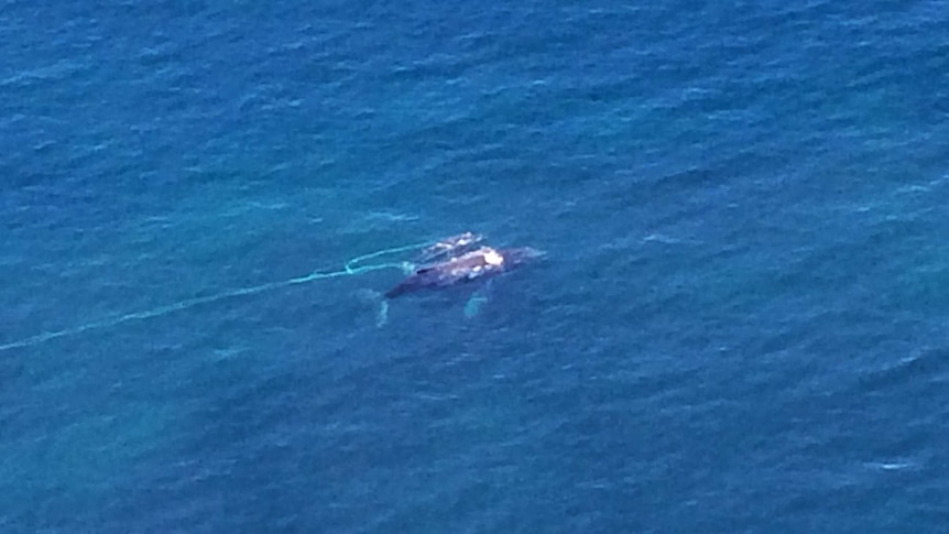 A whale calf trapped in a fishing net off of the New South Wales South Coast, 12 October 2015