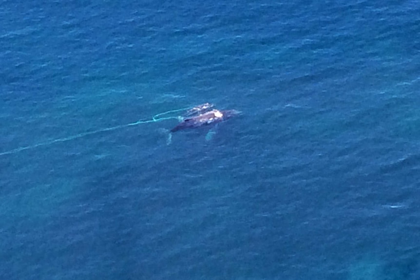 A whale calf trapped in a fishing net off of the New South Wales South Coast, 12 October 2015