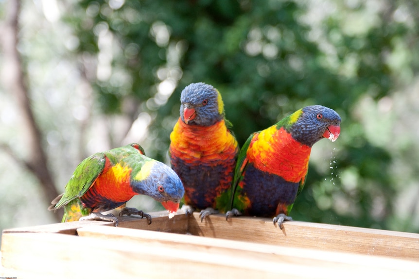 Three lorikeets on a fence eating birdseed.