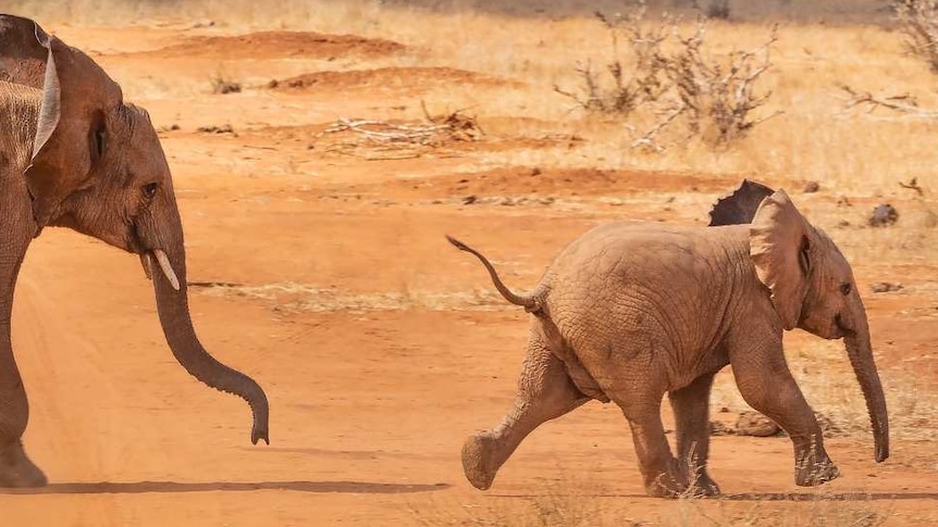 A baby and mother elephant running across dry earth on a safari