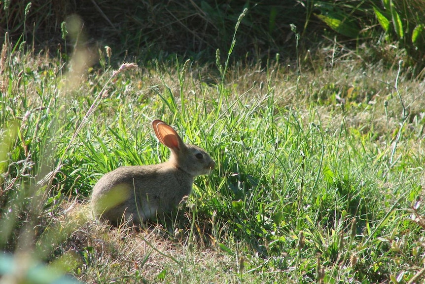 A rabbit in a field