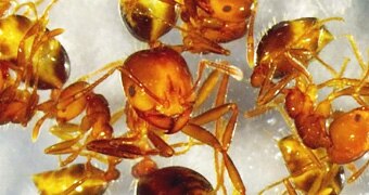 Fire ant custom image 340 x 180