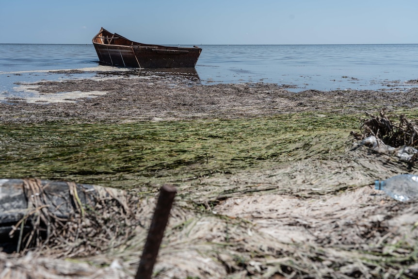 A wooden boat sits in the ocean near the horizon, with green and brown sludge on the surface near foreground