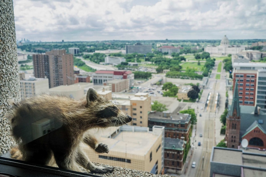 A raccoon on a high-rise window sill is pictured from inside an office building.
