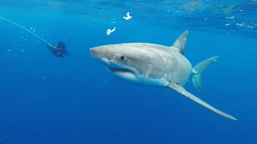 A great white shark swims in Bass Strait off Tasmania.