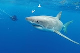A great white shark swims in Bass Strait off Tasmania.