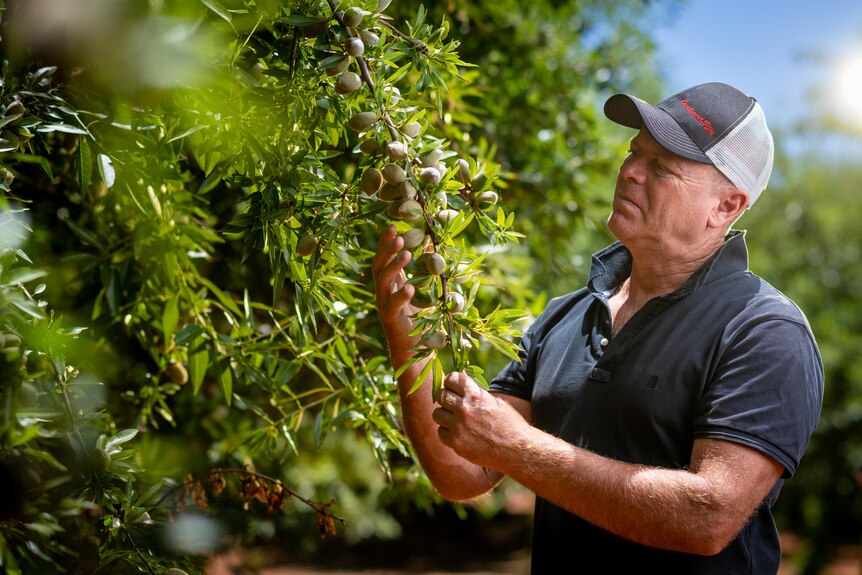 A man in a tshirt and baseball cap holds and looks at an almond tree in an orchard
