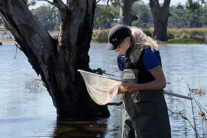 A woman in stands in a swamp in waders with a dip net.