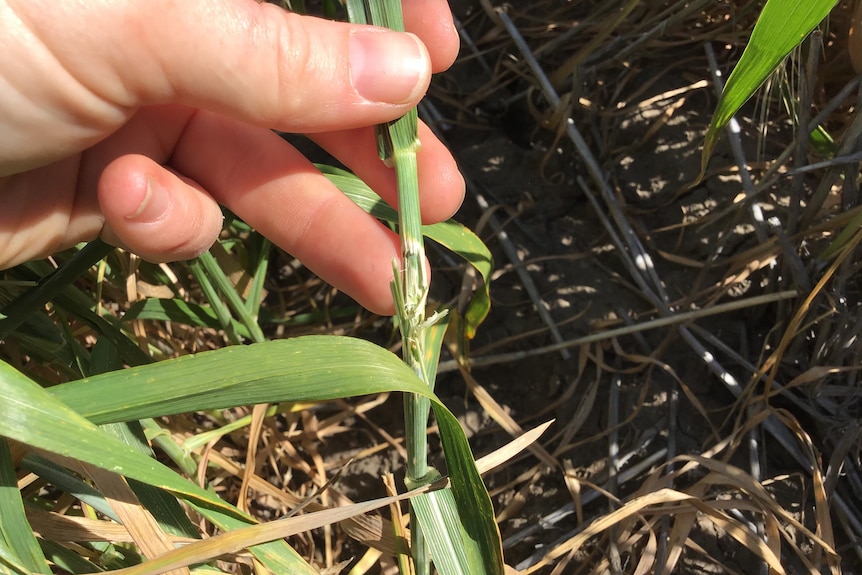 A hand holding a damaged crop which has been eaten by mice