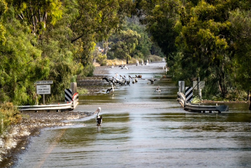 Pelicans on a road with trees