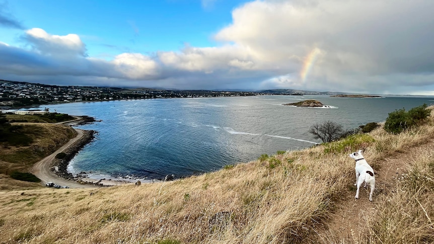 A dog looks over an ocean bay with a rainbow in the background