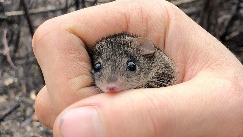 Deakin University researcher Darcy Watchorn holding an agile antechinus.